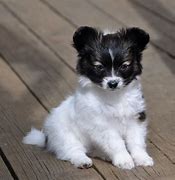 Image result for Papillon Dogs and Puppies