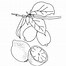 Image result for Lemon Coloring Sheet