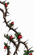 Image result for Thorns On Vines Drawing