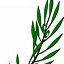 Image result for Symbol of Zeus Olive Branch