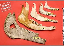 Image result for Horse Skull Lower Jaw