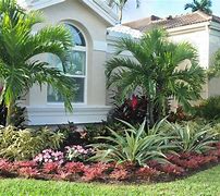 Image result for Large Landscape Trees of Florida