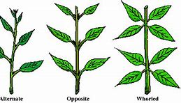 Image result for Leaf Arrangement of Grass