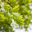 Image result for White Oak Leaf Arrangement