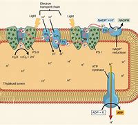 Image result for Light Reaction in Plastid