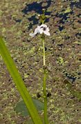 Image result for Sagittaria Natans