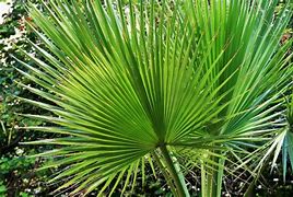 Image result for Chinese Fan Palm Full-Grown