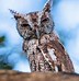 Image result for Eastern Screech Owl in a Tree