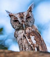 Image result for Eastern Screech Owl Legs