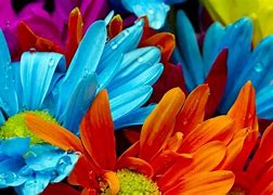 Image result for Bright Colored Flowers