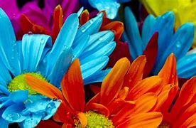 Image result for Bright Colored Flowers