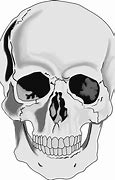 Image result for Human Skull PNG