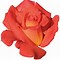 Image result for Orange Rose Drawing