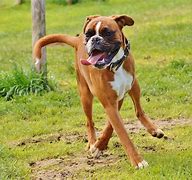 Image result for Boxer Mix Breeds