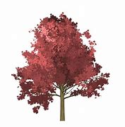 Image result for Maple Tree Branch Vector