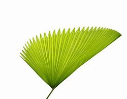 Image result for Single Palm Leaf