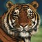 Image result for Wildlife Oil Paintings