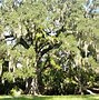 Image result for FL Oak Trees