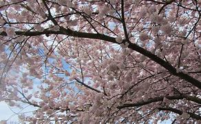 Image result for Second Wave of Cherry Blossoms