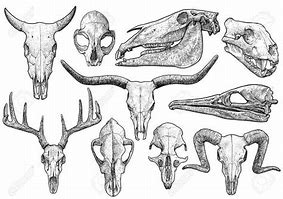 Image result for animal skeleton drawing