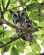 Image result for Eastern Screech Owl Florida