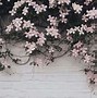 Image result for Pastel Pink and White Aesthetic