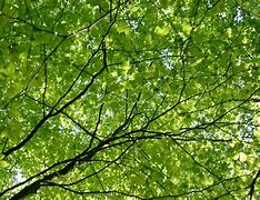 Image result for Tree Images for Coloring