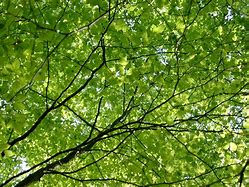 Image result for Empty Tree Diagram