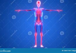 Image result for Clip Art Human Body Skeleton