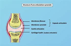 Image result for Articulation Hierarchy