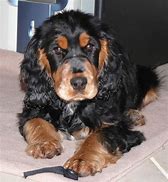 Image result for Black and Tan Cocker Spaniel