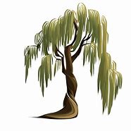 Image result for Weeping Willow Tree Trunk