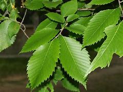 Image result for Purple Leaf Elm