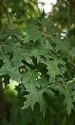 Image result for Red Pin Oak Tree