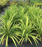 Image result for Pandanus Dwarf