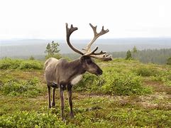 Image result for Reindeer Face Vector