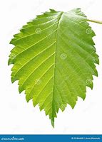 Image result for Tropical Leaf Close Up