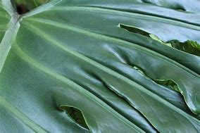 Image result for Leaf Background Images JPEG