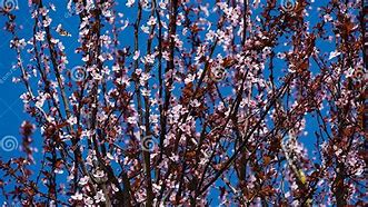 Image result for Cherry Plum Prunus Cerasifera