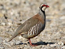 Image result for partridge bird painting