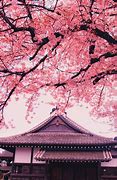 Image result for Cherry Blossom PFP Anime Pink Eyes