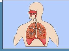 Image result for Organ Pernapasan Atas