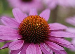 Image result for Purple Flower Screensaver