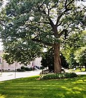 Image result for Oak Tree Autumn