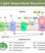 Image result for Light-Dependent Reaction