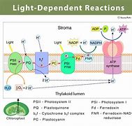 Image result for Diagram for Light Reaction