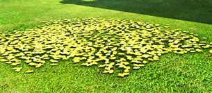 Image result for Leaf Pile Clip Art