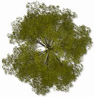 Image result for Tree Top View Silhouette