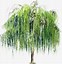 Image result for Willow Tree Silhouette