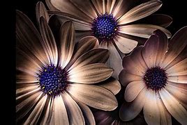 Image result for Free Flower Photography